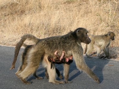 Baboon mom and baby