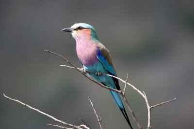 Lilac breasted roller