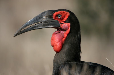 Ground Hornbill