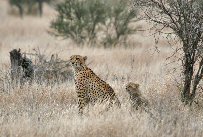 Cheetah with cubs