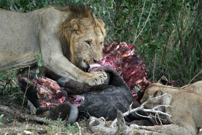 Pride of lions on a buffalo carcass