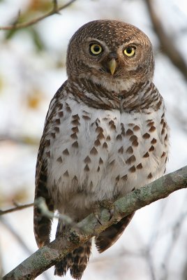 African Barred Owlet