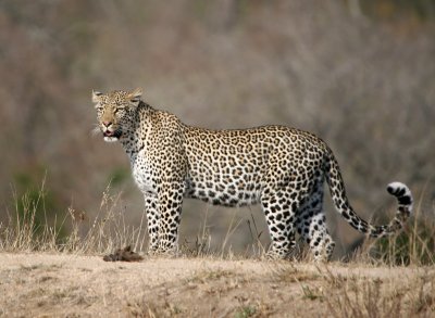 Mbilo - female leopard at Elephant Plains