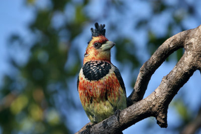 Crested Barbet