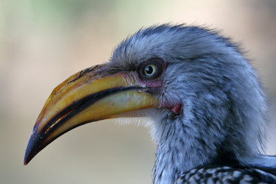 Yellow-Billed Hornbill