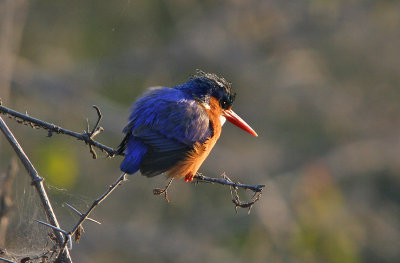 Malachite Kingfisher