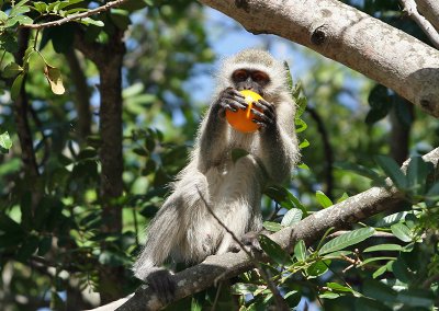 Vervet Monkey