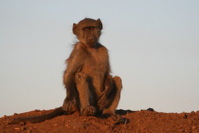 Baboon