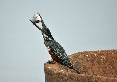 Giant Kingfisher