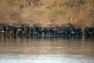 Cape Buffalo