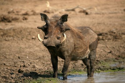 Warthog