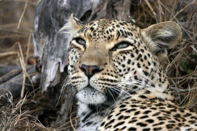 Salayexe female leopard