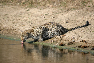 Mbilo - female leopard