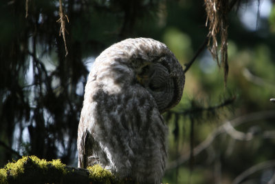 Great Gray Owl preening