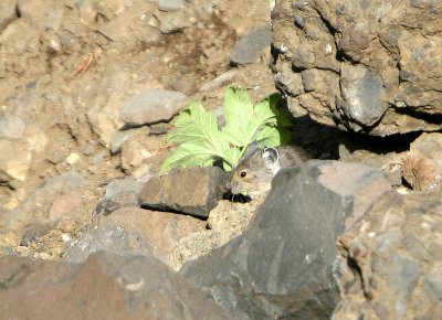 Pika