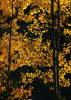 Trees of gold