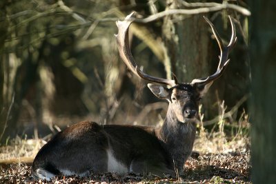 Fallow Deer