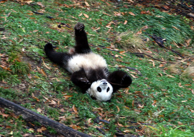Tai Shan - panda roll