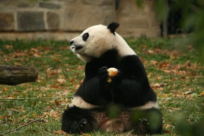 Mei Xiang enjoys her fruitsicly