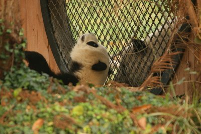 Tai Shan showing off for his mom