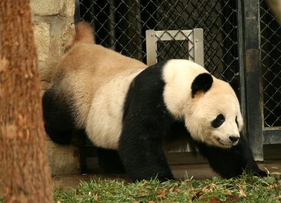 Tian Tian scent-marking