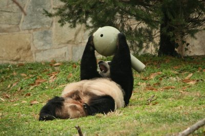 Snacktime for Mei Xiang