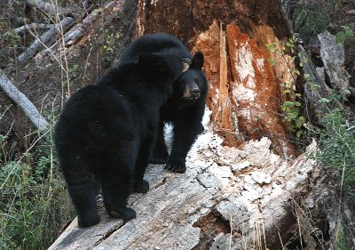 Black bear cubs