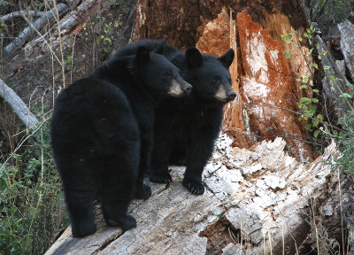 Black bear cubs