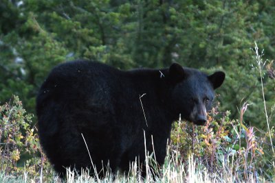 Black Bear