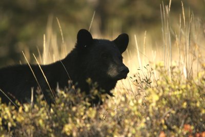 Black Bear