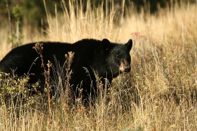 Black Bear