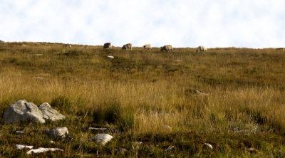 jflavin_mountain-sheep-Canon 40D_0600.jpg
