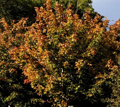 jflavin_autumn-colour 1-Canon 40D_0617.jpg