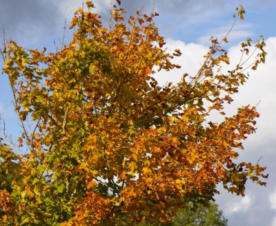 jflavin_autumn-colours 2-Canon 40D_0618.jpg