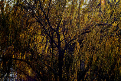 willow in sunlight