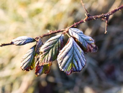 jflavin_frost-on -leaf-Canon 40D_0699.jpg