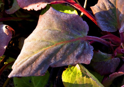 jflavin_frost-on -leaf-Canon 40D_0706.jpg