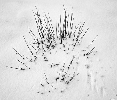 jflavin-rushes-thro-snow-SD14_0746.jpg