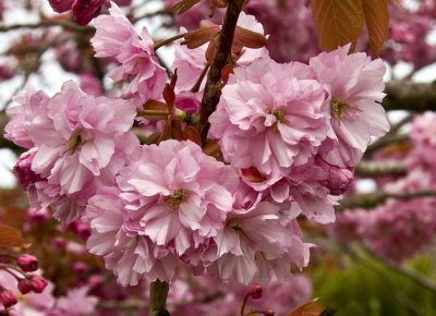 jflavin_cherry-blossom-Canon_0845.jpg
