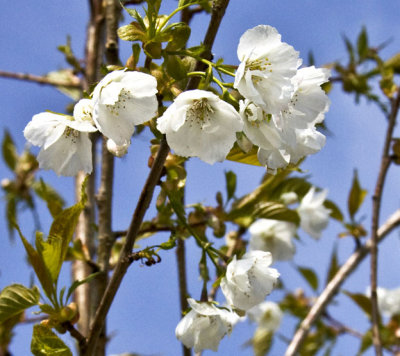 jflavin_flowerin-white-cherry-canon_0870.jpg