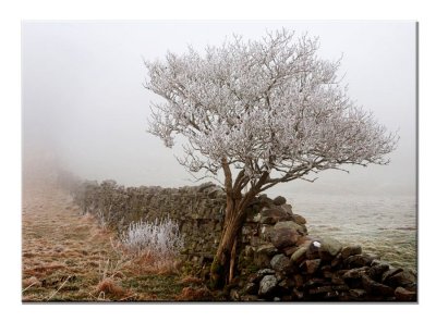 Briclark_Tree-in-the-frost-Canon 5D_0028.jpg