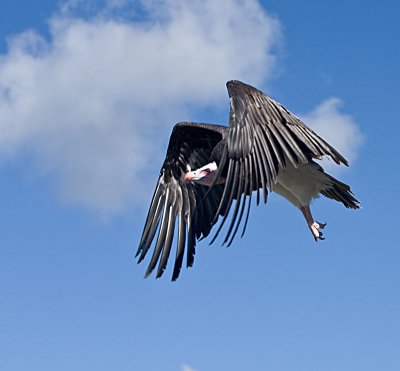 Briclark_Vulture-in-flight-Canon 5D_0042.jpg