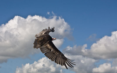 Briclark_Vulture-in-Flight-Canon 5D_0043.jpg