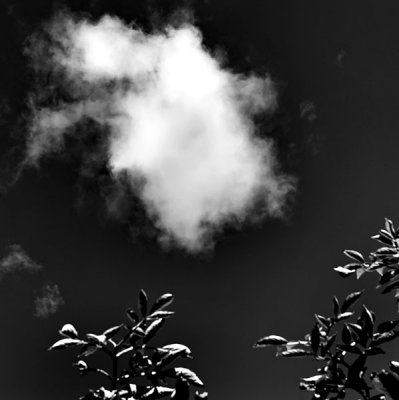 cloud and leaves .jpg