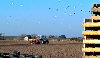 jflavin_potato-planting 1-SD14_0360.jpg