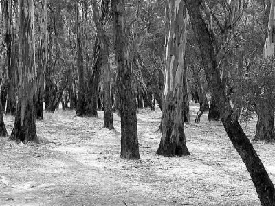 Aussie trees 1