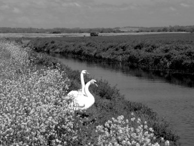 romney marsh