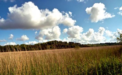 jflavin_ferrycarrig-marsh-Sigma 14_0412.jpg
