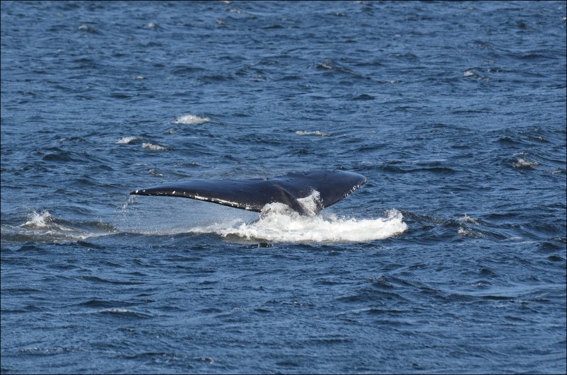 Humpback whale in Alberni Canal