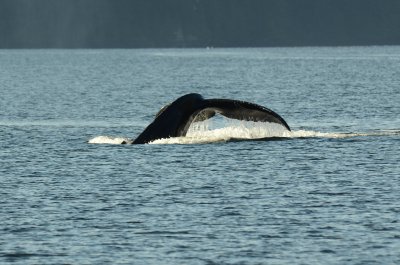 Eric D7000 Whales 038-crop.JPG